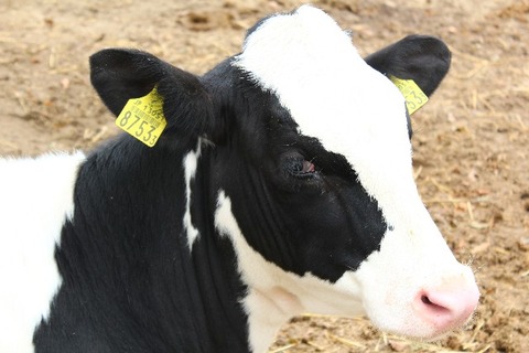 dd4d6d5abed0a8ded2549de2b166bd96_s