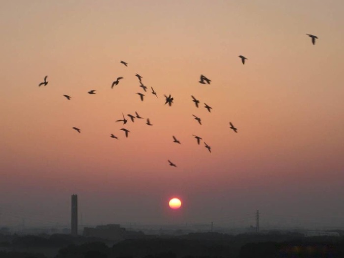 1385084_577569965656849_2010901722_n