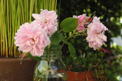 ダマスクローズ2010自然光版その１