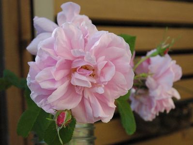 ダマスクローズ2010自然光版その４