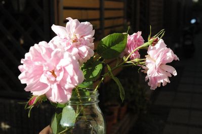 ダマスクローズ2010自然光版その３