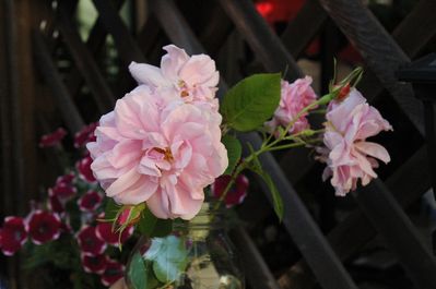 ダマスクローズ2010自然光版その２