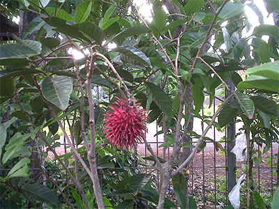 pohon_rambutan