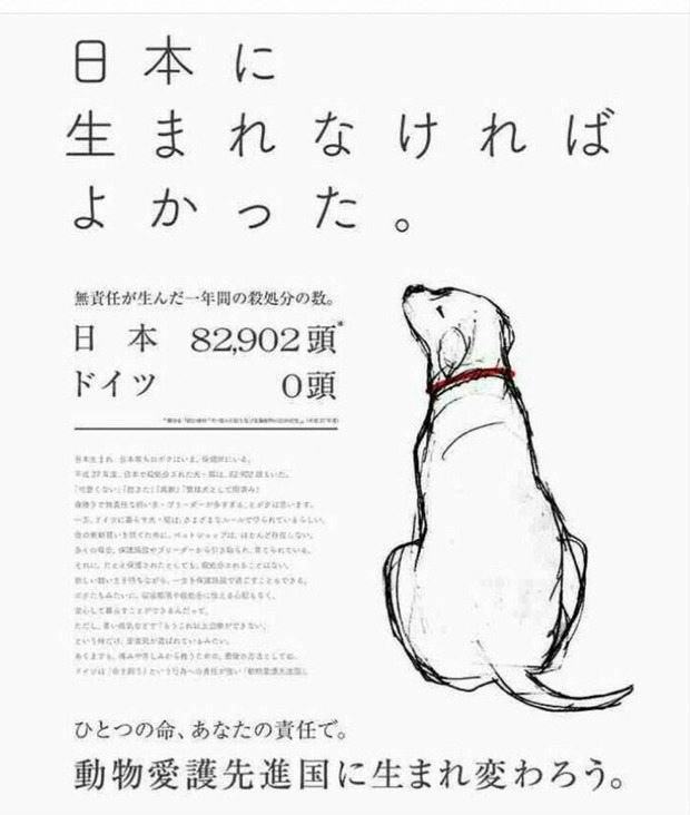 動物愛誤テロリスト 日本に生まれなければ良かった 心が凍りついた画像 今日ボクが見た風景