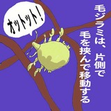 シラミ