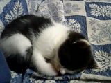 トト３