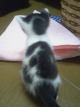 トト１