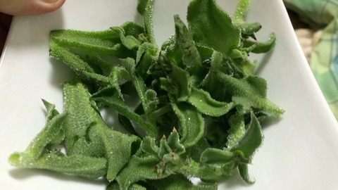 アイスプラント