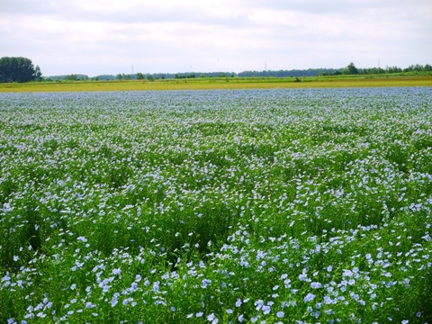 亜麻畑