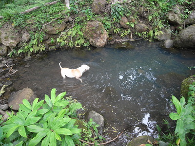 pool