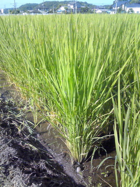 201107160725000