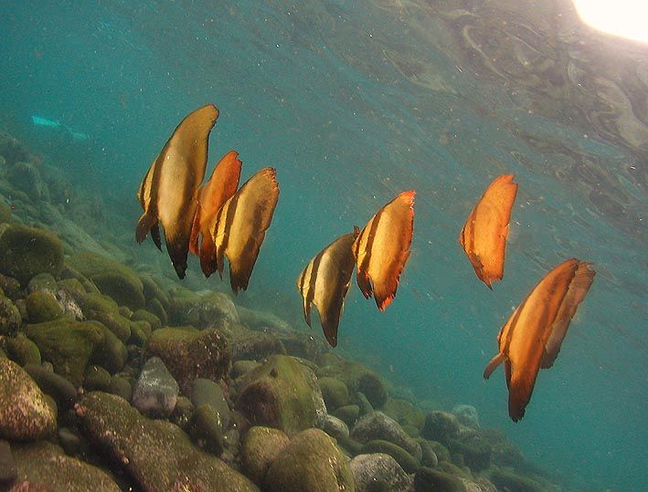 futo11 spadefish oct-1