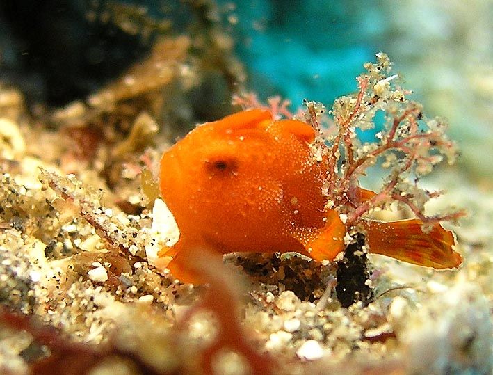 futo 11 frogfish juv oct-3