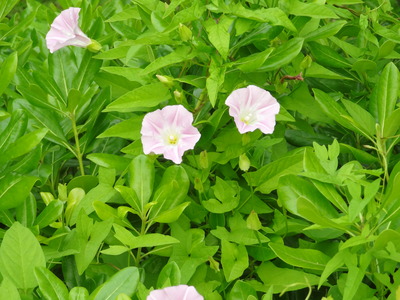 DSC04554