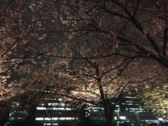 IMG_2249