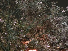 IMG_2251