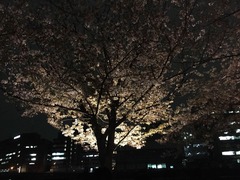 IMG_2248