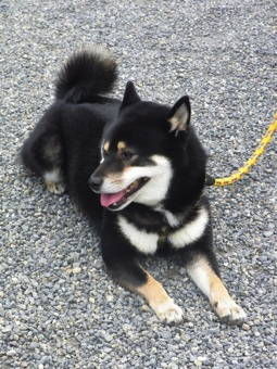 10-22しばわんこ