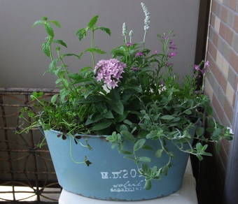 5-25寄せ植え