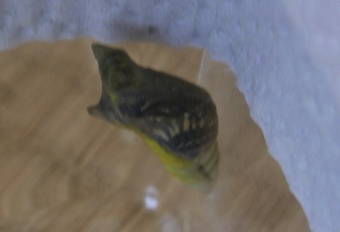 6-22ちょうちょ２