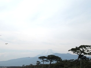 富士山と千本浜