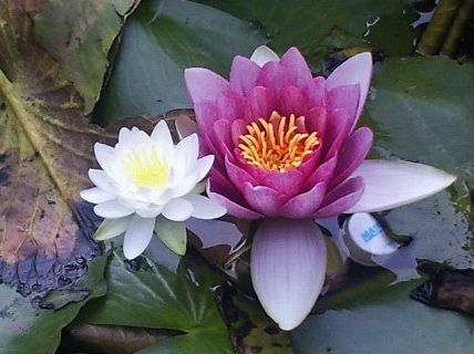 3603796_1651476994_12large