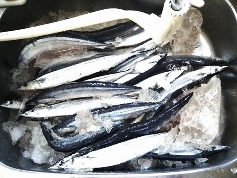 10710632_577919209000287_6675170505850143469_n