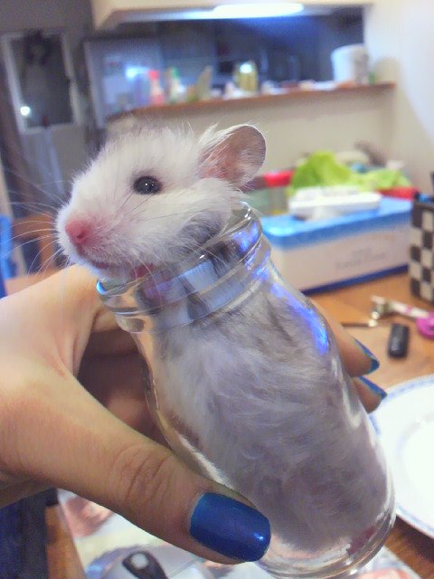 ham2