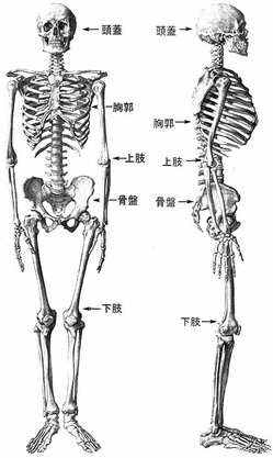 osteologia