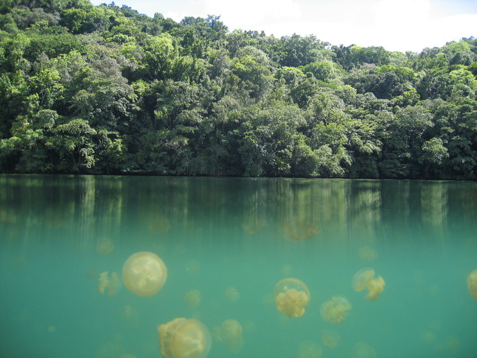 Jellyfish_Lake_Palau