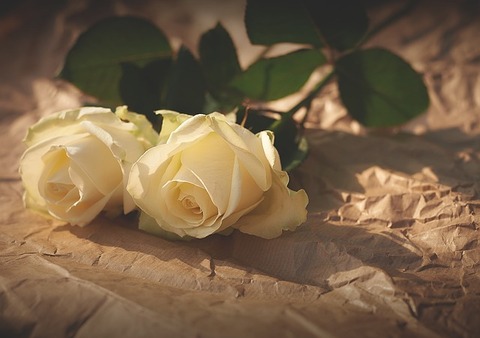 white-roses-1082126_640