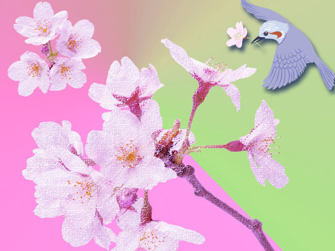 sakura