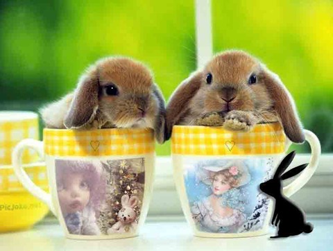 バニー