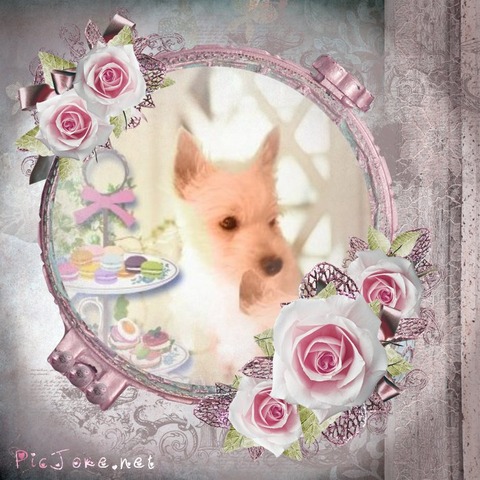 rose