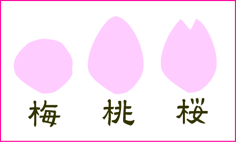 桃の花びらの形は どんな形 広島市安佐北区 お菓子と和菓子の教室