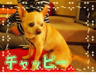チャッピー20110514
