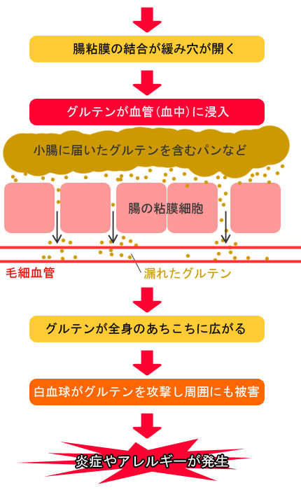 リーキーガットプロセス②