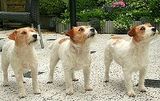 【犬の大辞典】世界中に住む犬達の種類と特徴