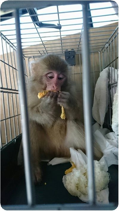 1490072380394-600x1066