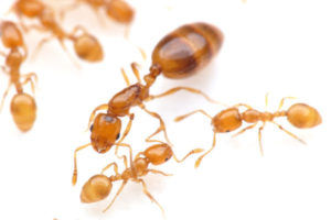 ヒアリ 東京 発見に関連した画像-01