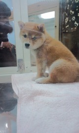 わんこ