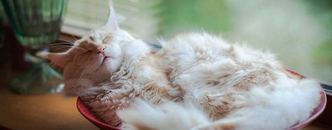 wallpaper-sleeping-cat-photo-tn