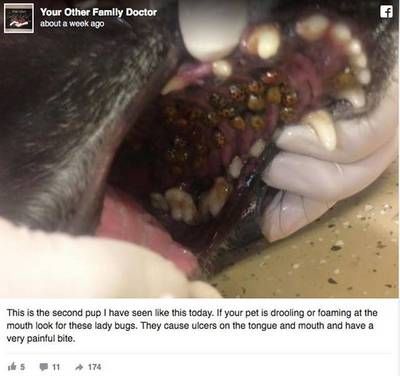 犬の口の中にテントウムシ リフォームを頼むときの３つのポイント 和光市の偕成不動産