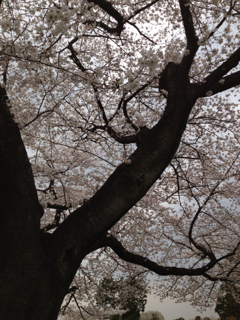 桜2013年３月23日