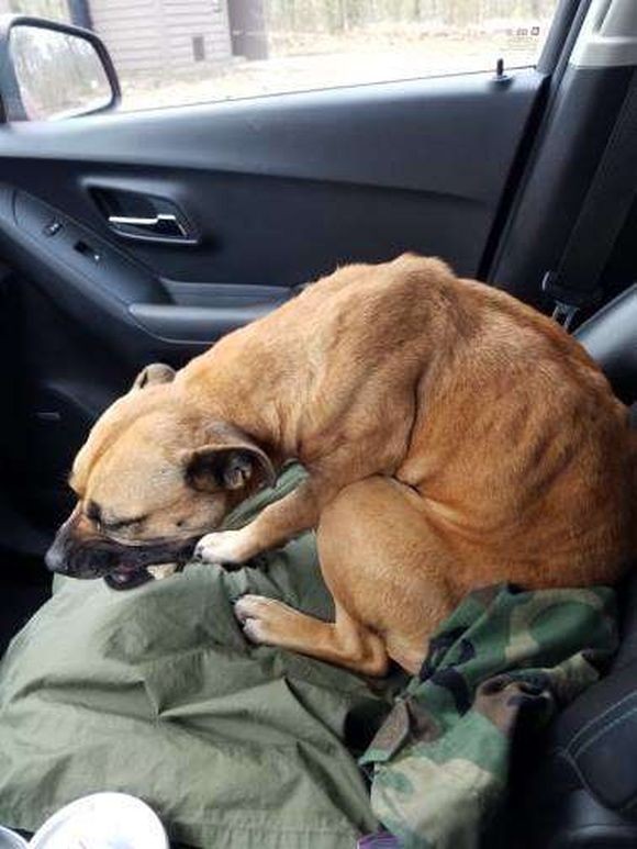 車を停車させゴミ捨てから戻ると ガリガリに痩せた犬が助手席に座っていた ここから始まる犬の物語 まろのパパさんのﾌﾞﾛｸﾞ