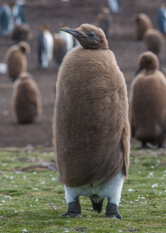 ロックだったり シュールだったり ペンギンたちの羽が生え変わる時期 Amazon売れ筋情報局