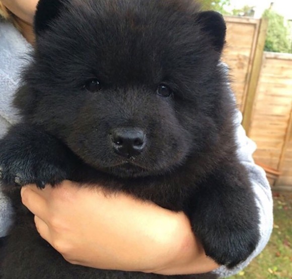 クマだと思ったら犬だった どうみてもクマとかクマのぬいぐるみにしか見えない犬たちの画像まとめ まろのパパさんのﾌﾞﾛｸﾞ