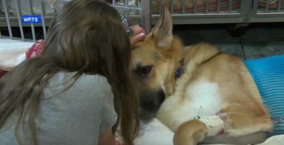 少女を守るため 猛毒のヘビに噛まれながらも立ち向かった犬 Cheleur シェルール