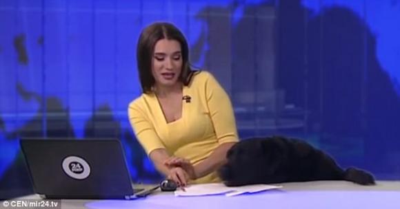 これはかわいい放送事故 ニュース放送中にモノ申したい感じで ラブラドール レトリバーが参戦 ロシ まろのパパさんのﾌﾞﾛｸﾞ