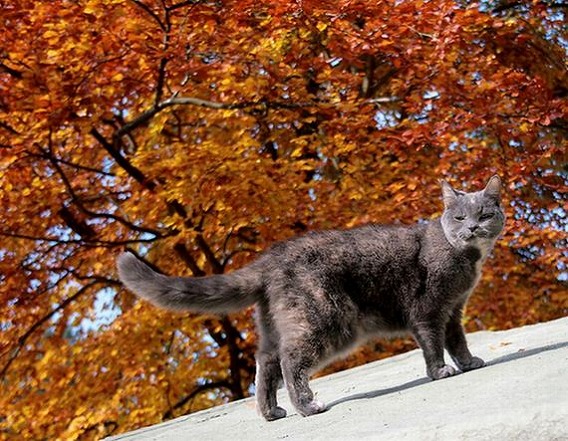 秋猫は嫁に食わせるな 秋を感じさせる猫の画像枚 Uggブーツの正規品 本物 と偽物の見分け方 アグ 販売店 アグ ブーツ Ugg 通販新作激安通販専門店